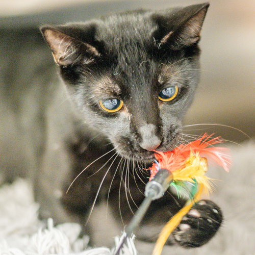 Maurice, a cat for adoption from Hilton Head Humane Association