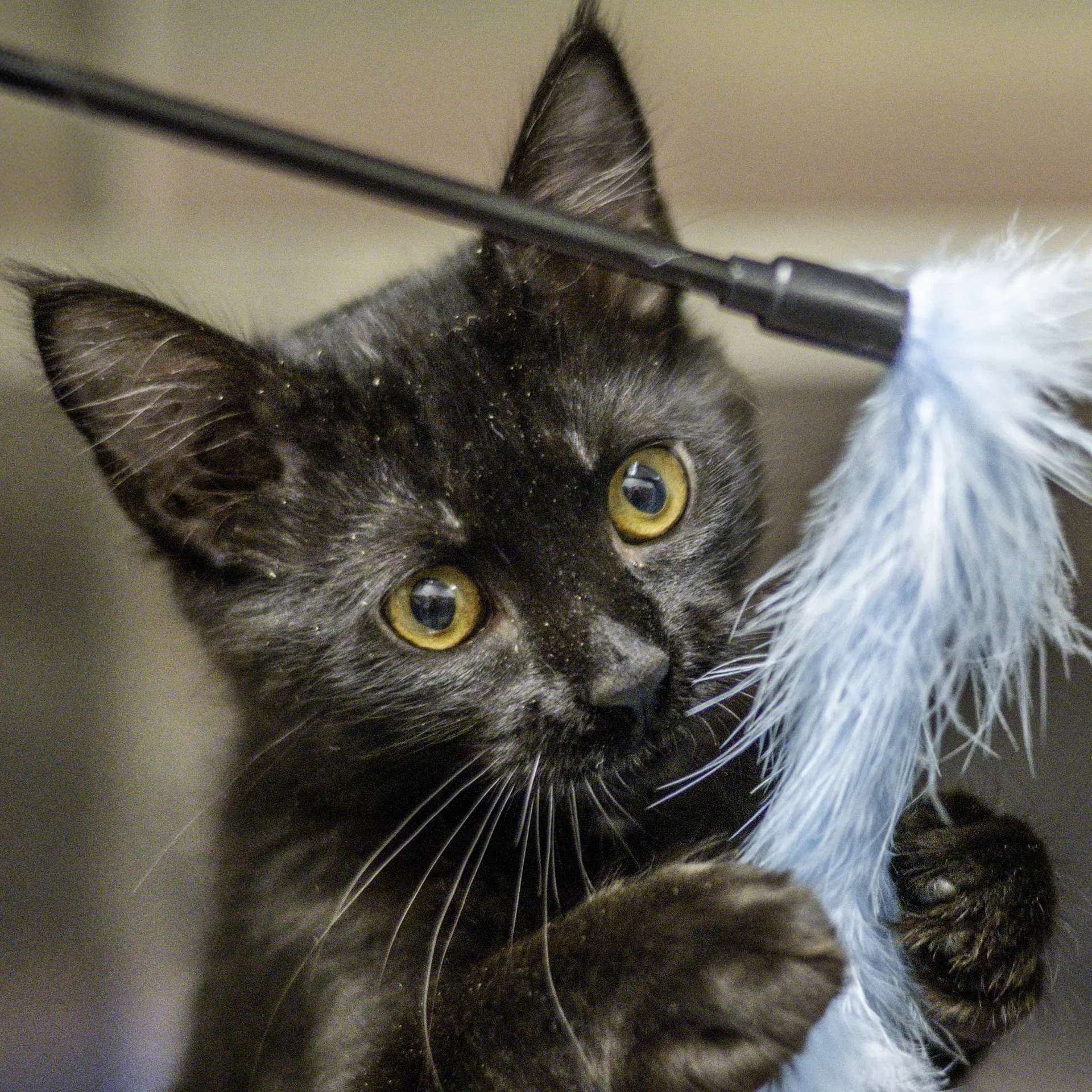 Hermes - Domestic Short Hair