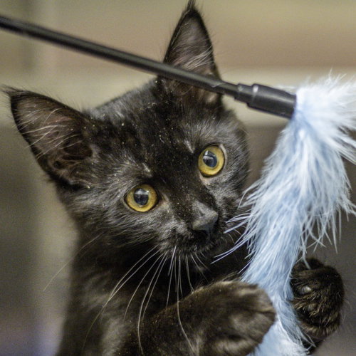 Hermes, a cat for adoption from Hilton Head Humane Association