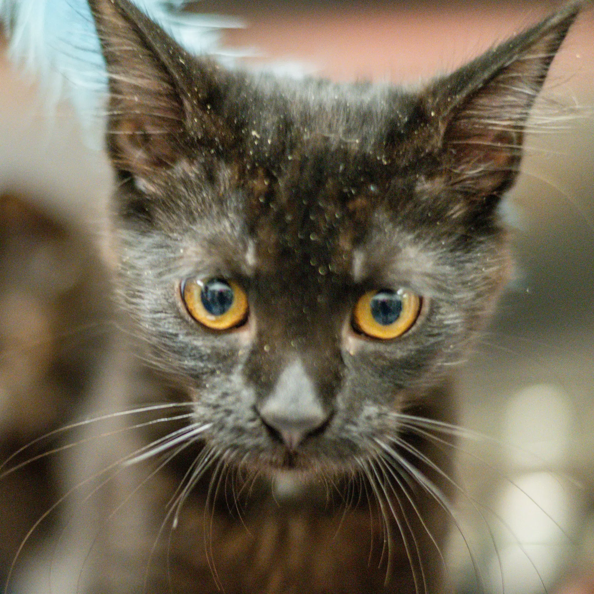 Scylla - Domestic Short Hair