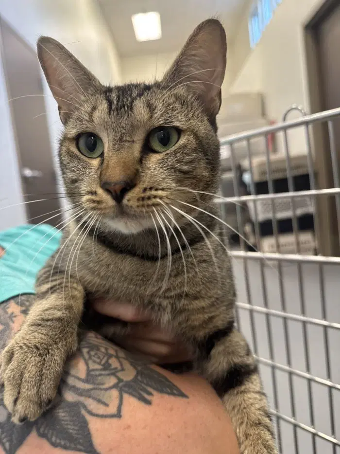 Clark Kent - Domestic Short Hair