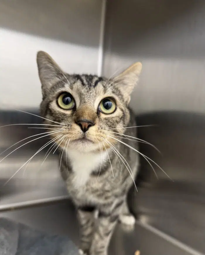 Belafonte - Domestic Short Hair