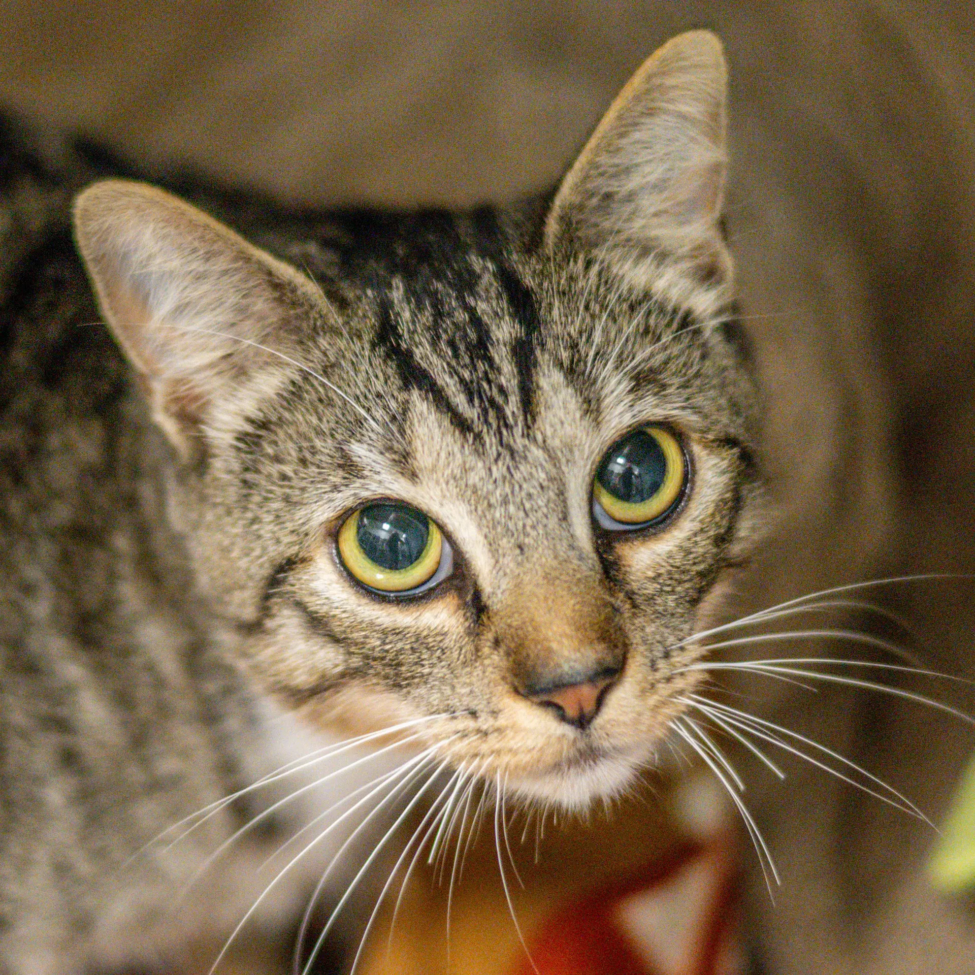 Belafonte - Domestic Short Hair