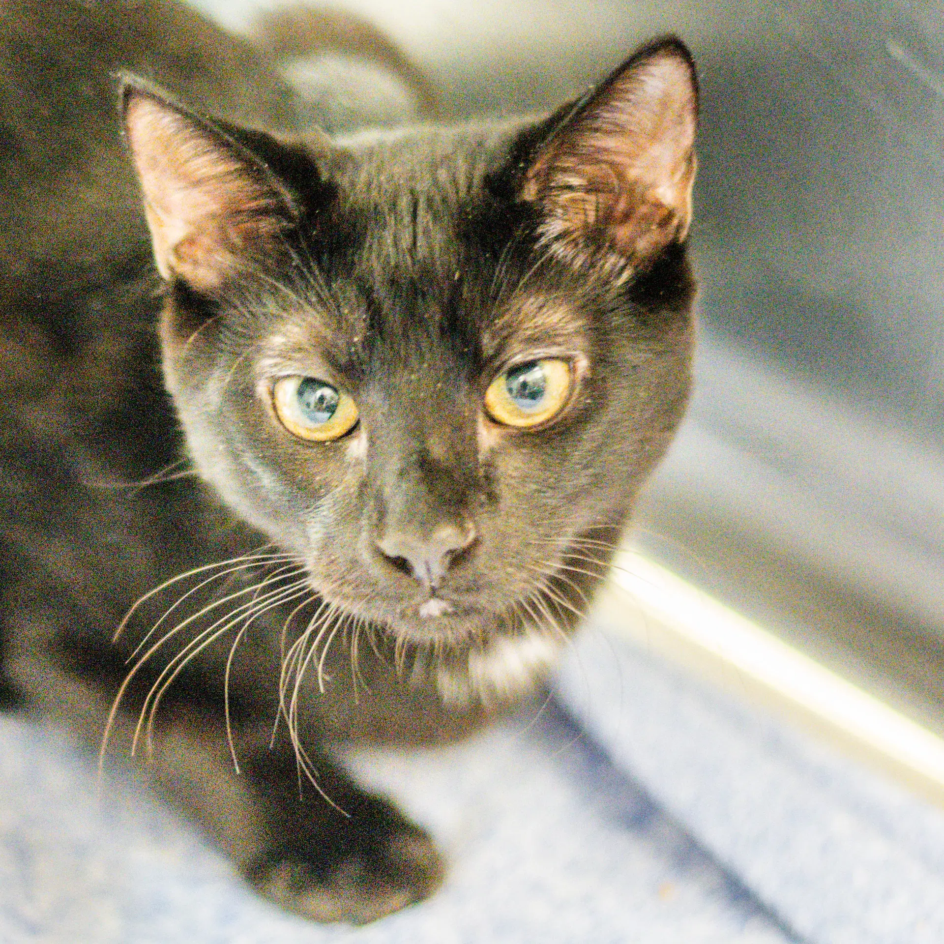 Cauldron - Domestic Short Hair