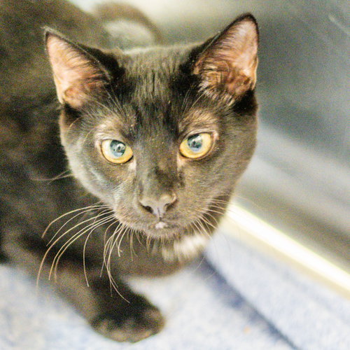Cauldron, a cat for adoption from Hilton Head Humane Association