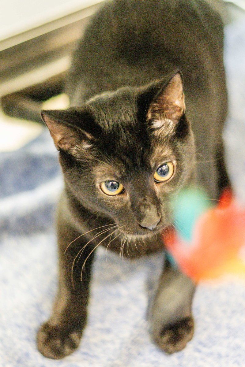 Cauldron, an adoptable Domestic Short Hair / Mixed (short coat)