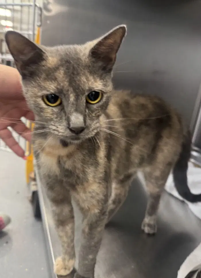 Tart - Domestic Short Hair