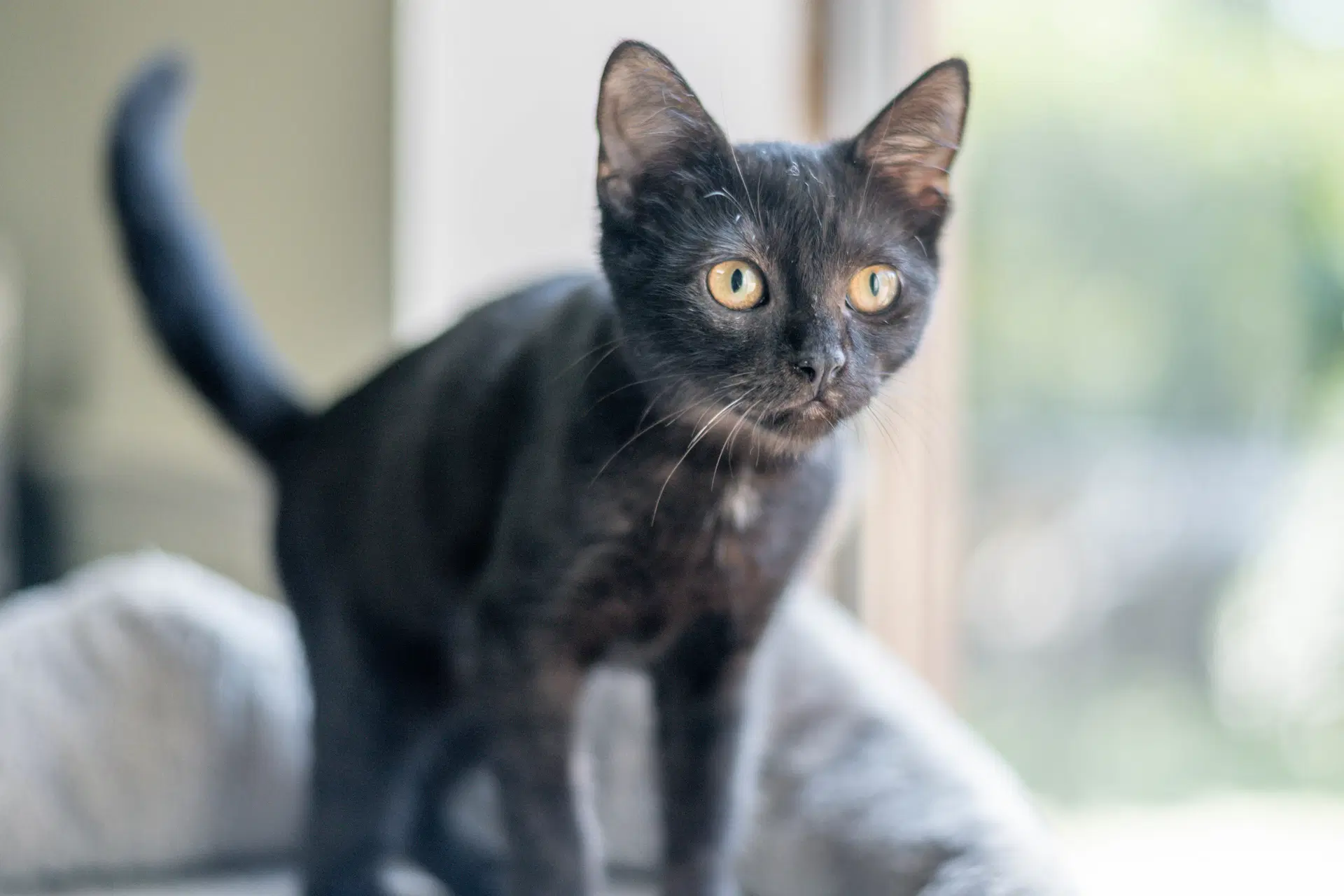 Blair - Domestic Short Hair
