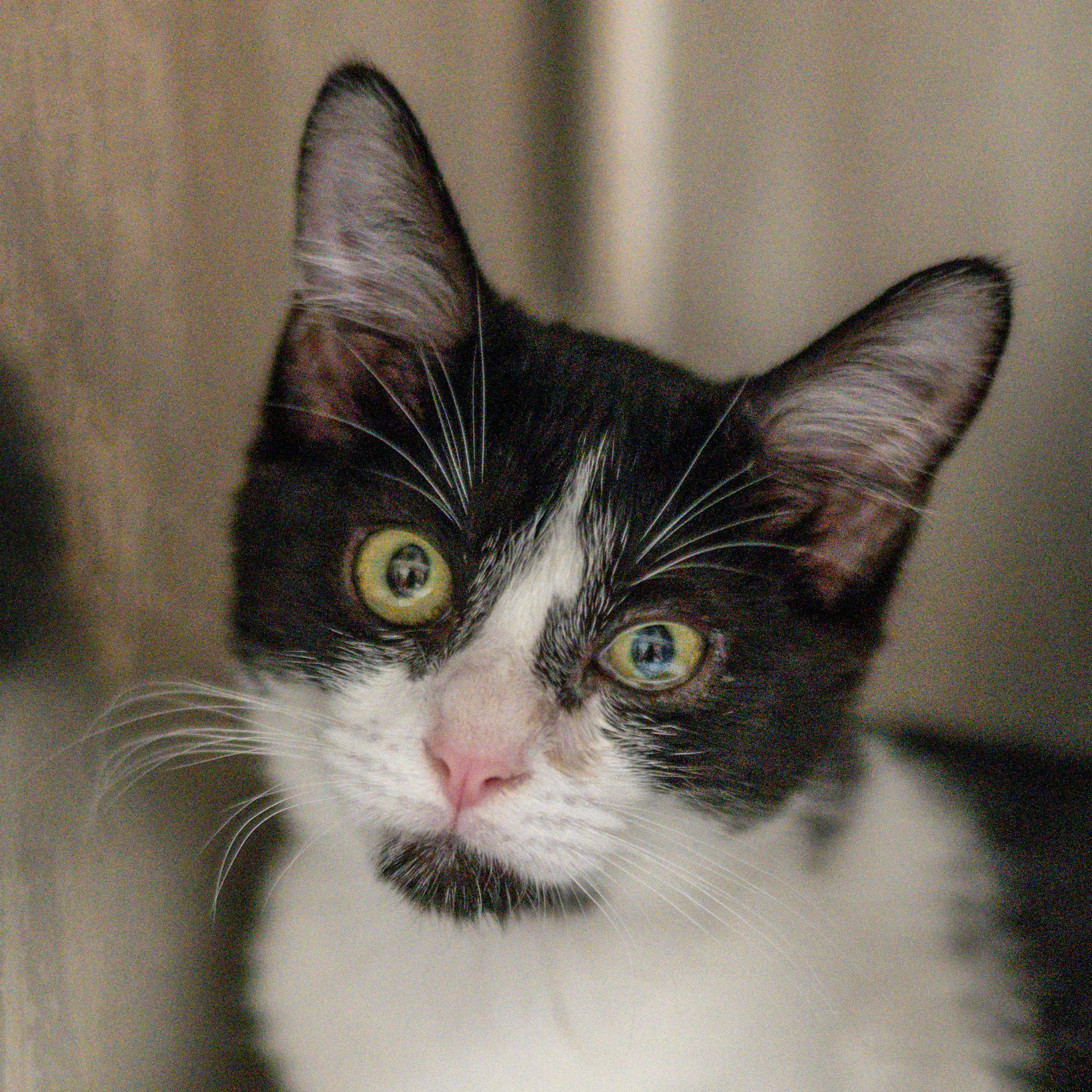 Joan Jett - Domestic Medium Hair