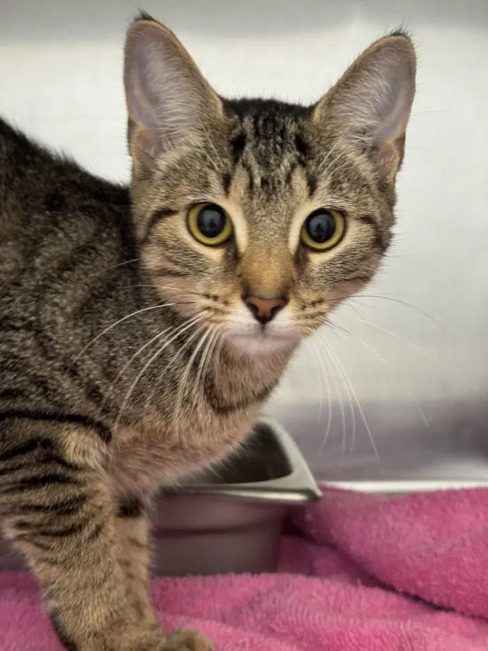 Elle - Domestic Short Hair