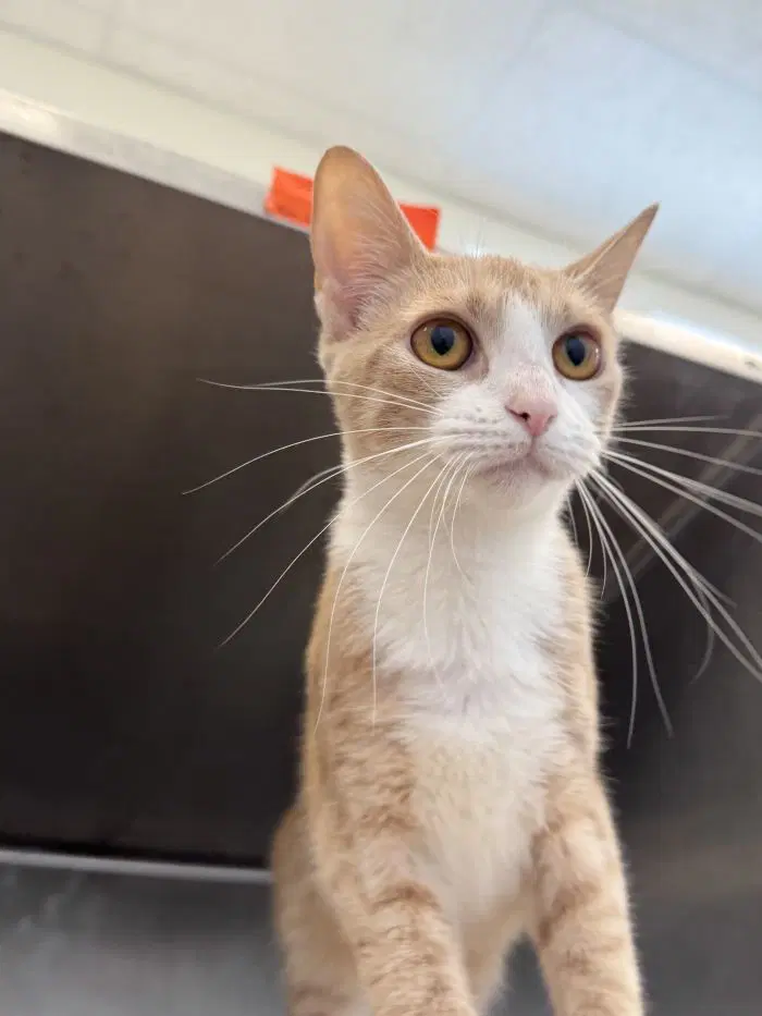 Kelsey - Domestic Short Hair