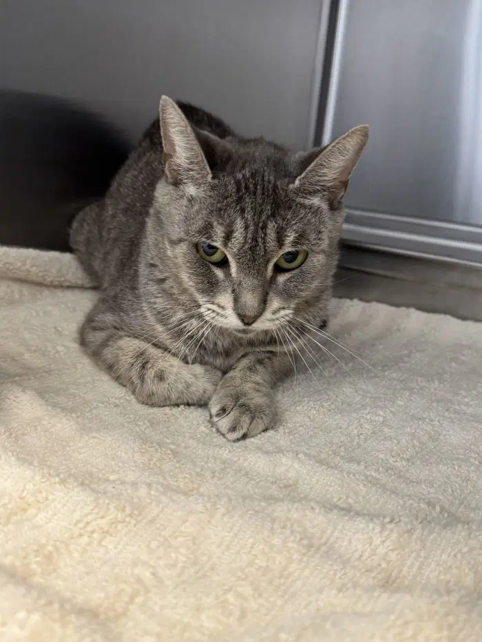 Leanne - Domestic Short Hair