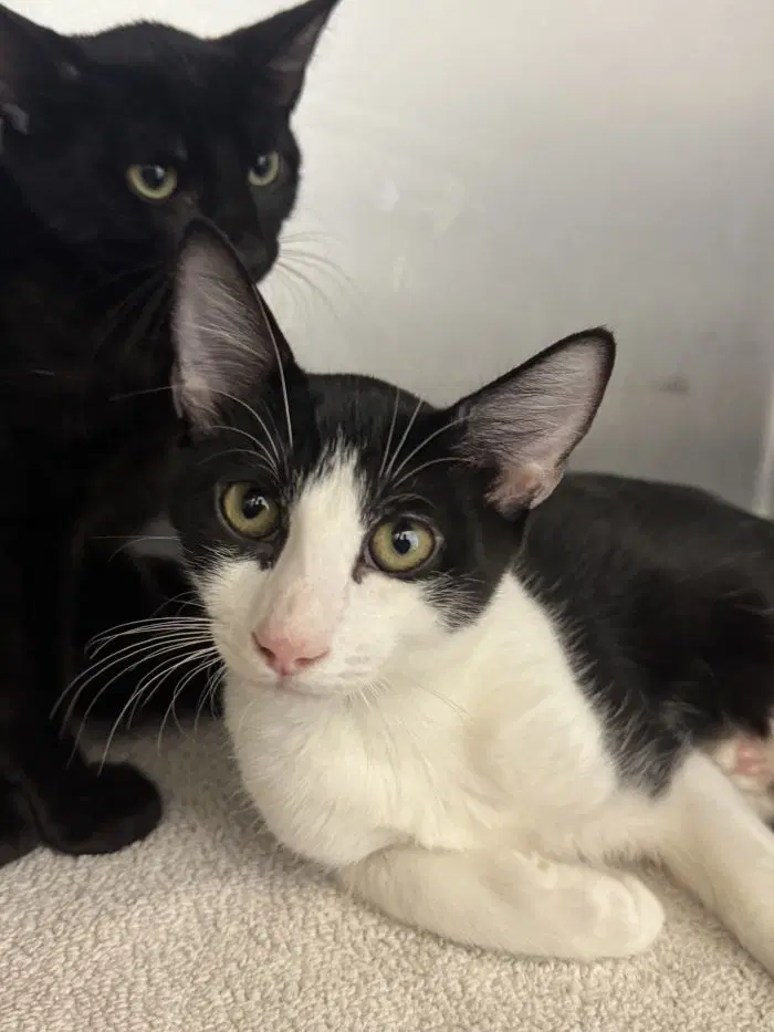 Gandalf - Domestic Short Hair