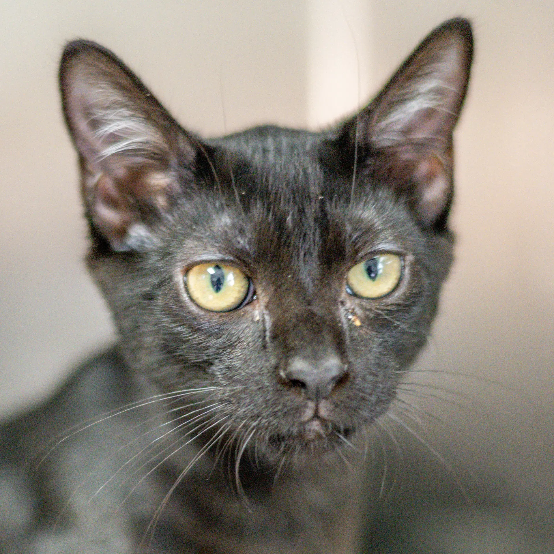 Axel - Domestic Short Hair