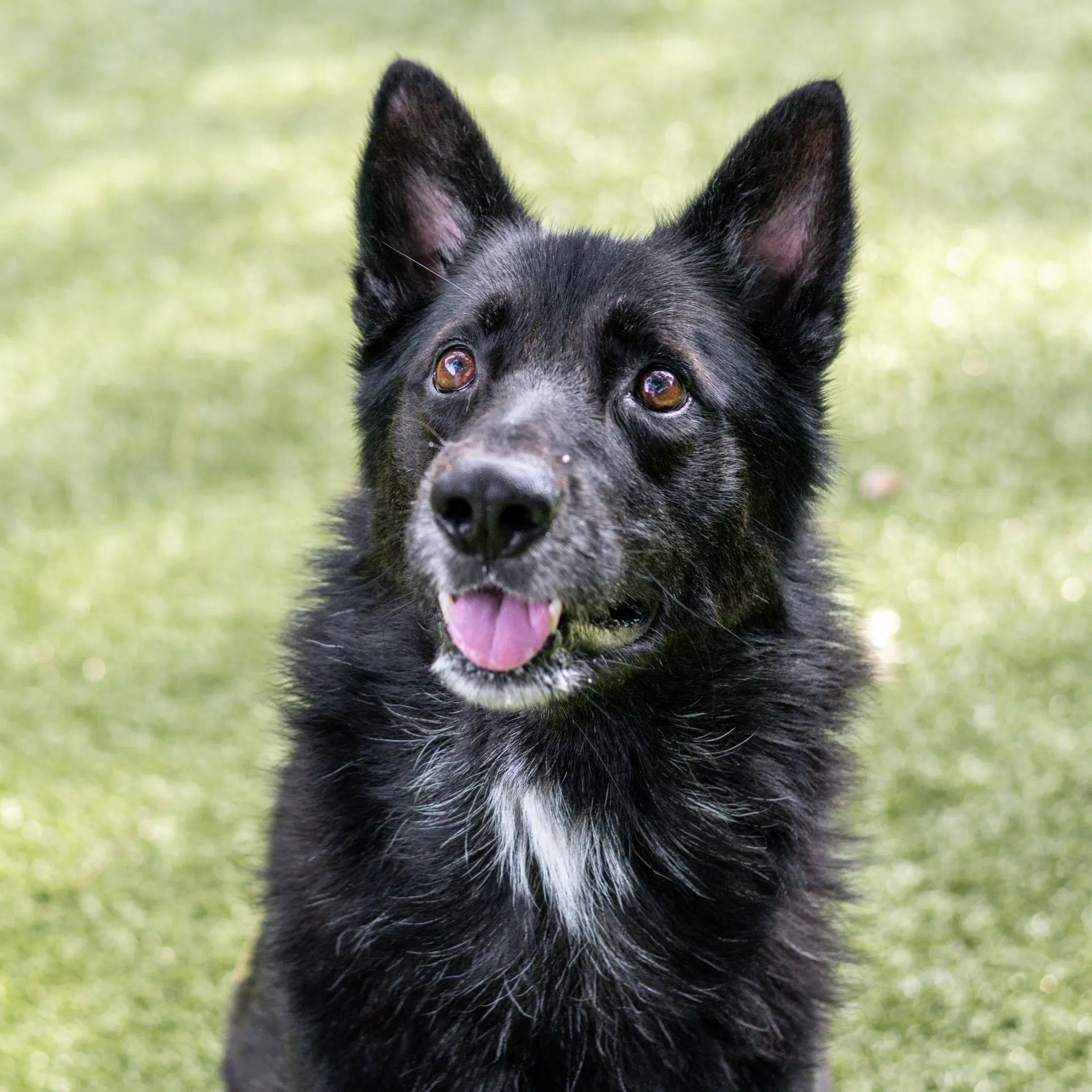 Griff - Shepherd