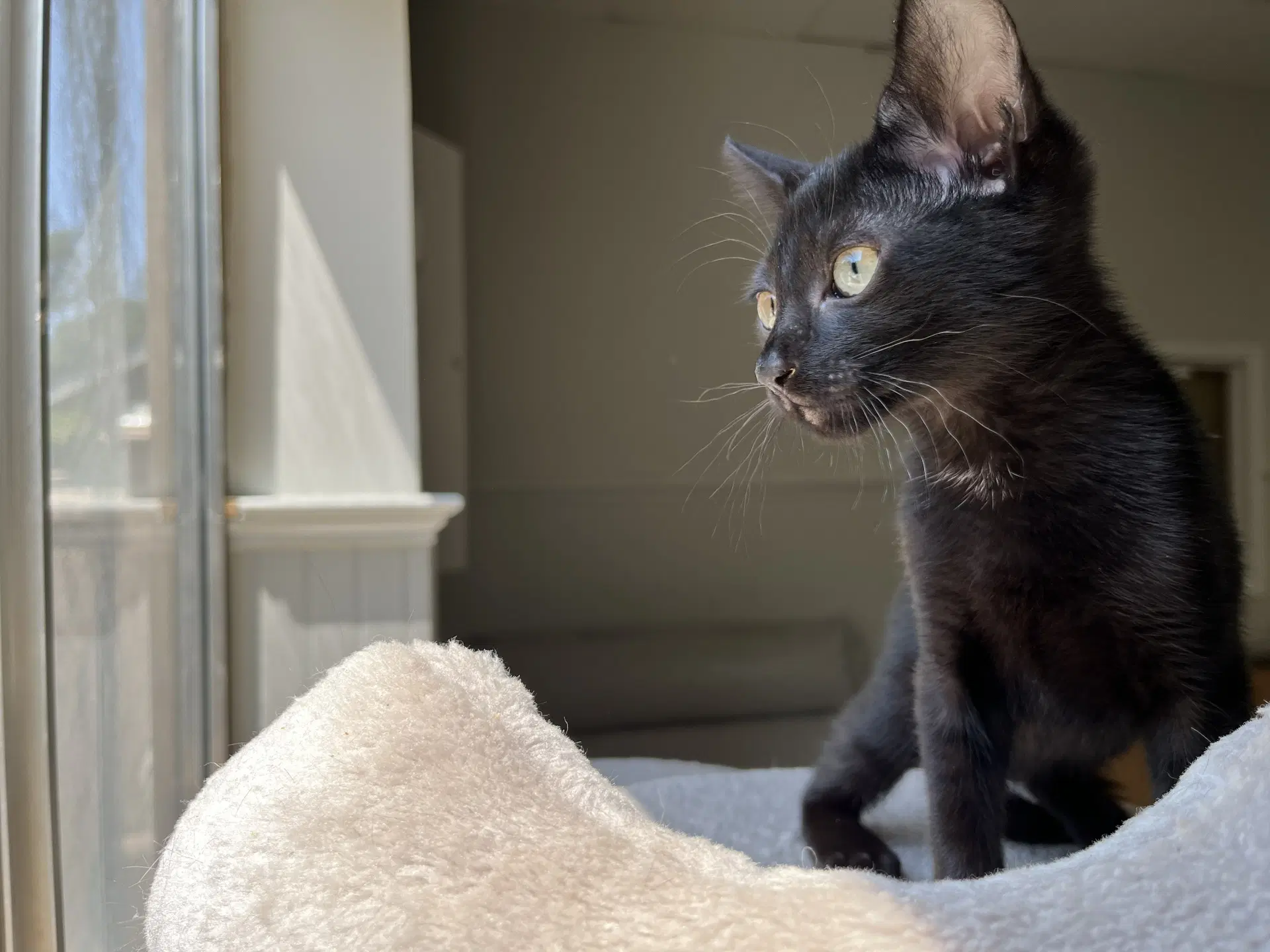 Jiji - Domestic Short Hair