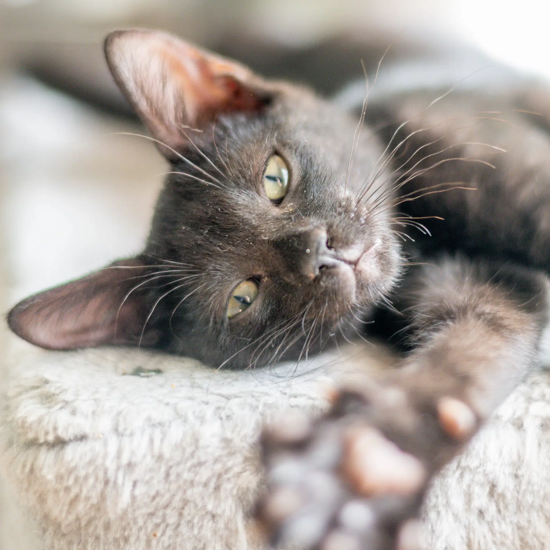 Jiji - Domestic Short Hair