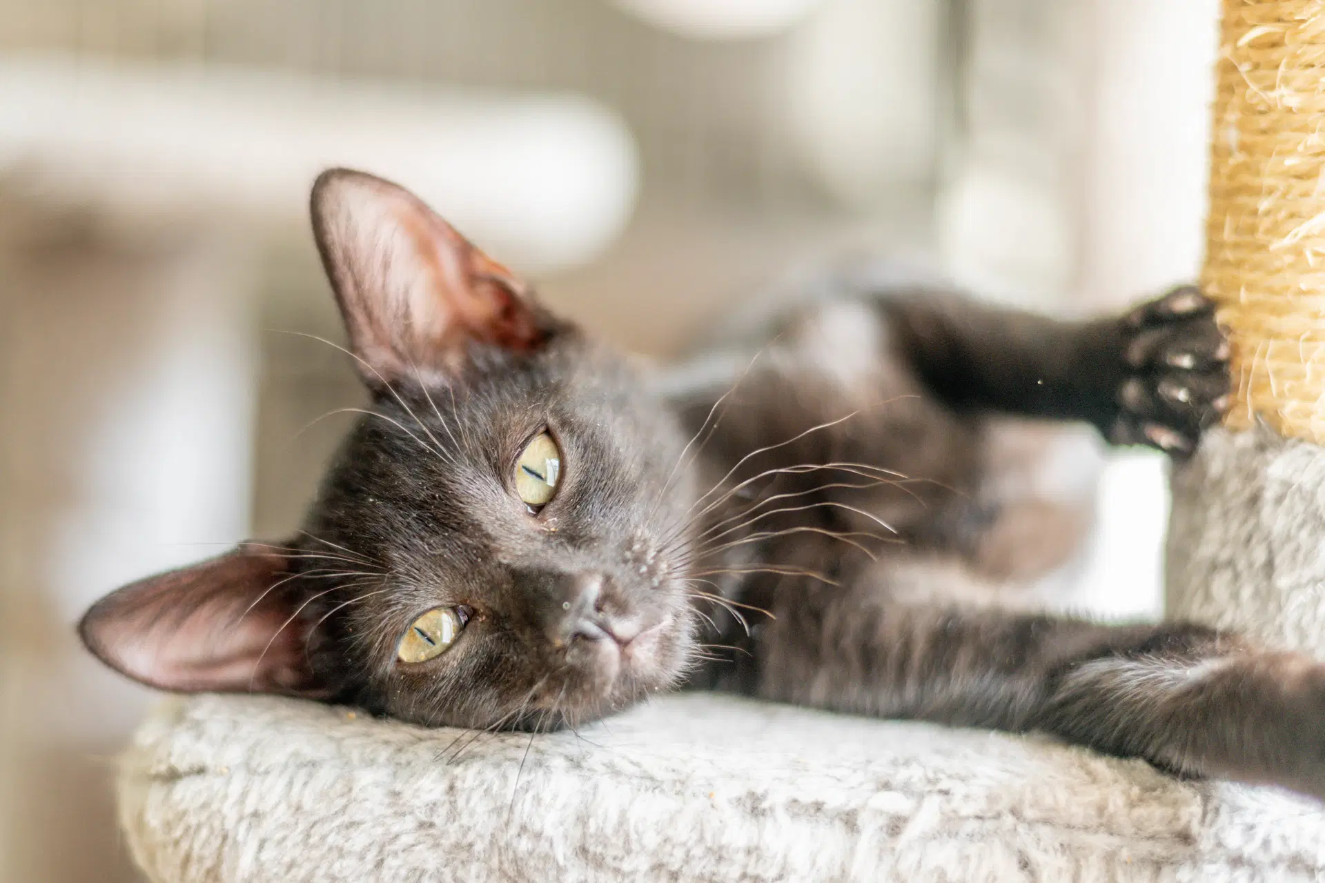 Jiji image 2