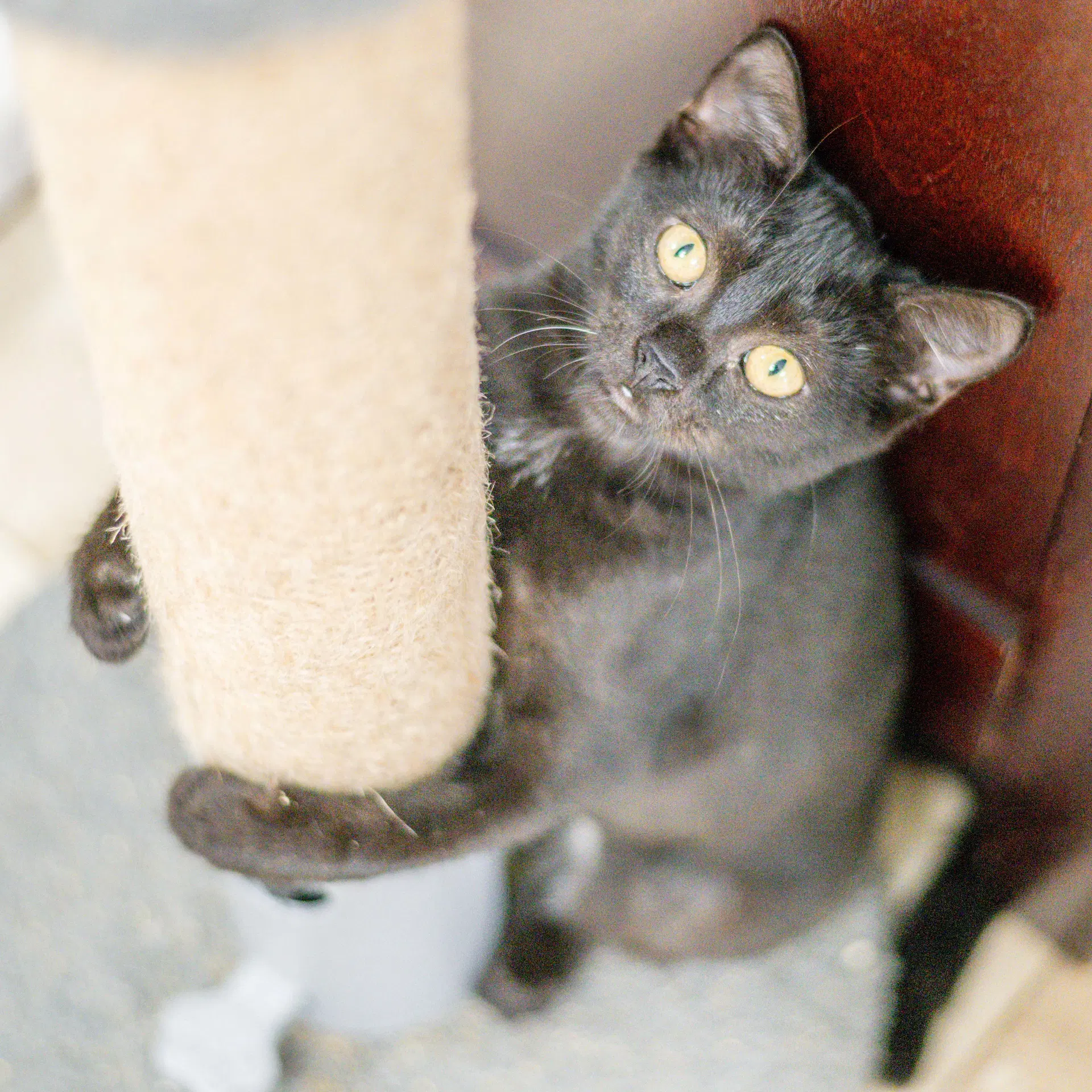 Jiji image 3