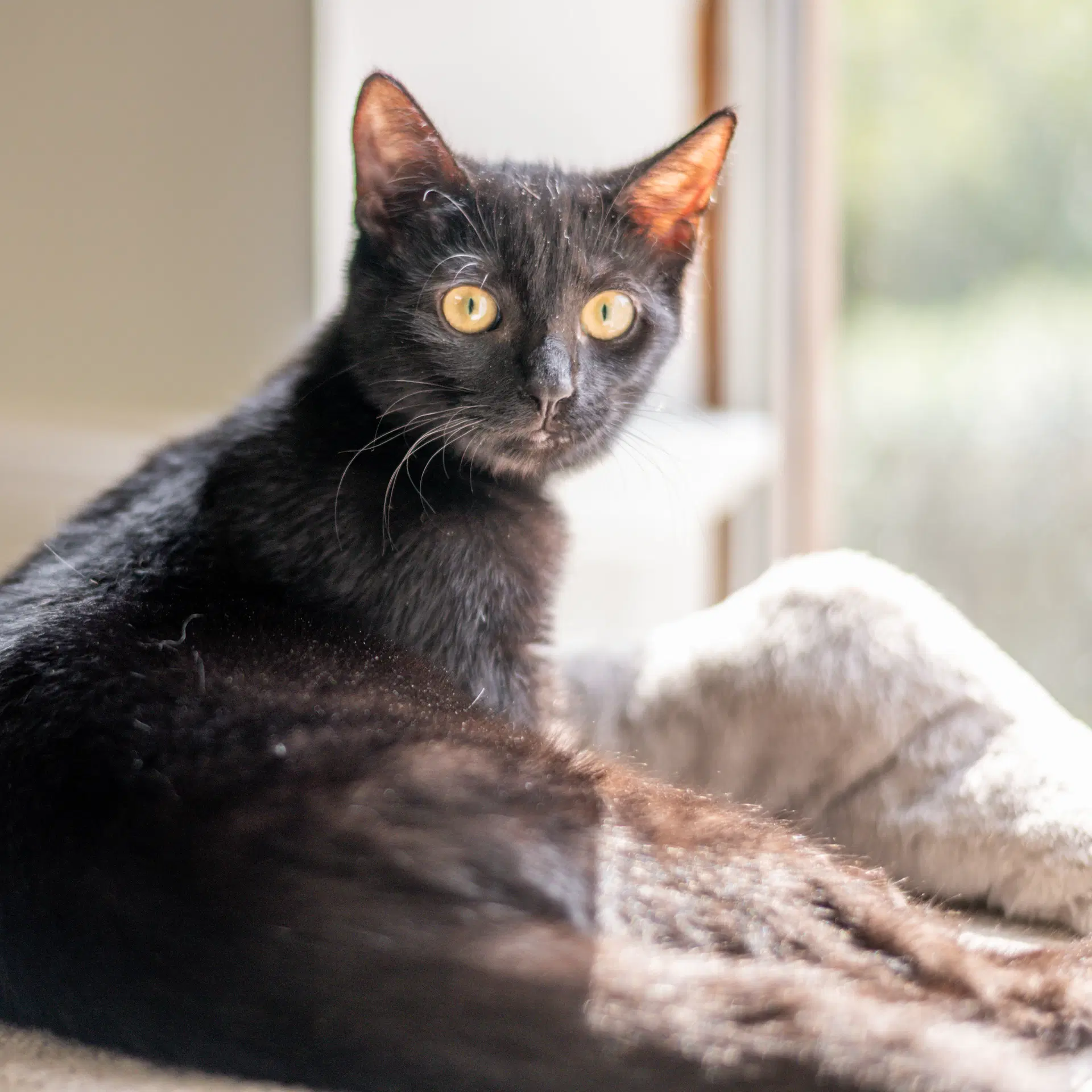 Jiji image 4