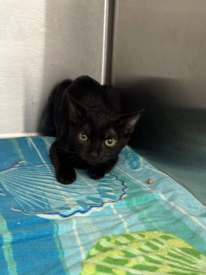 Eustace - Domestic Short Hair