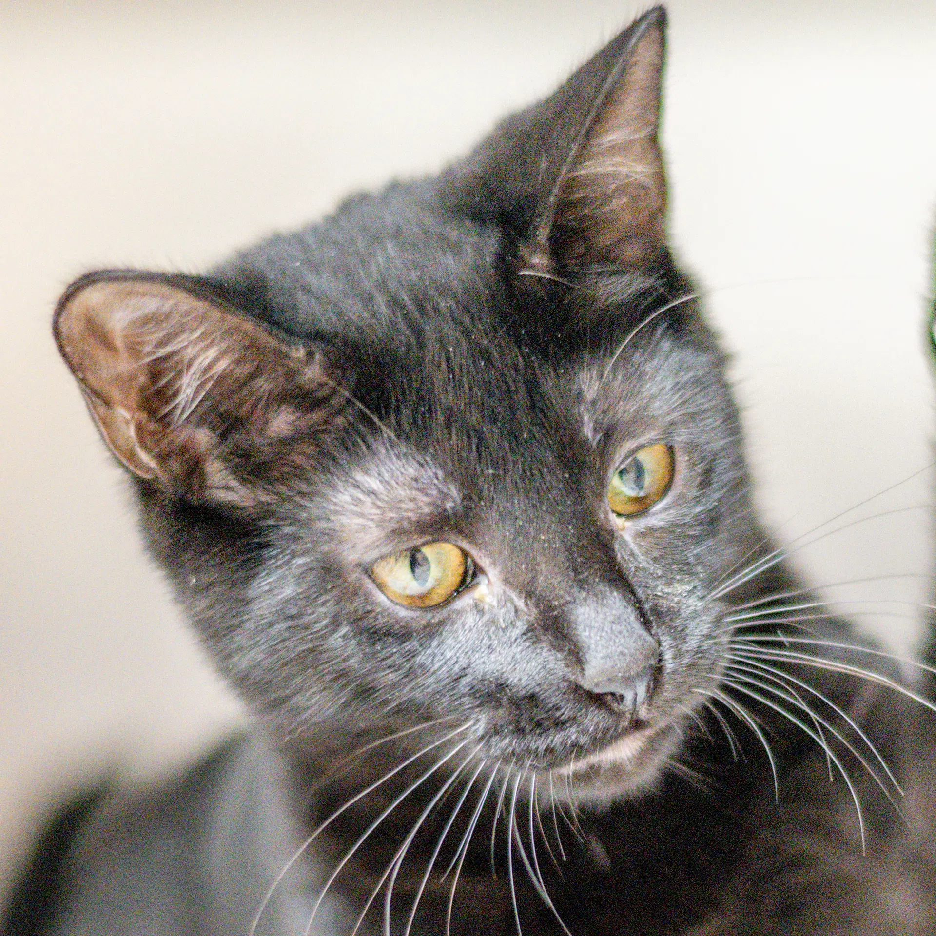 Rose - Domestic Short Hair