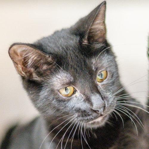 Rose, a cat for adoption from Hilton Head Humane Association