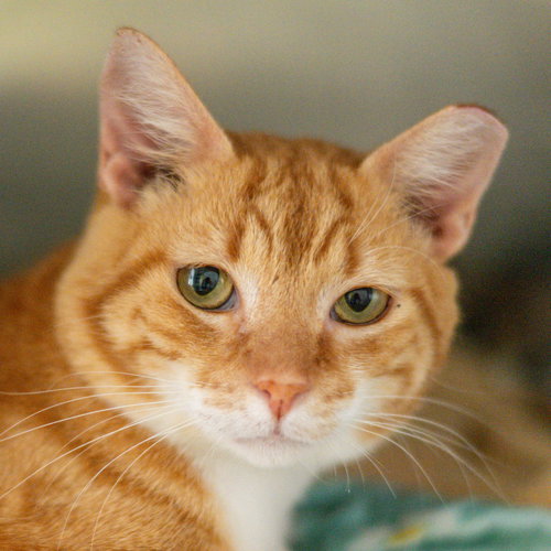 Flamingo, a cat for adoption from Hilton Head Humane Association