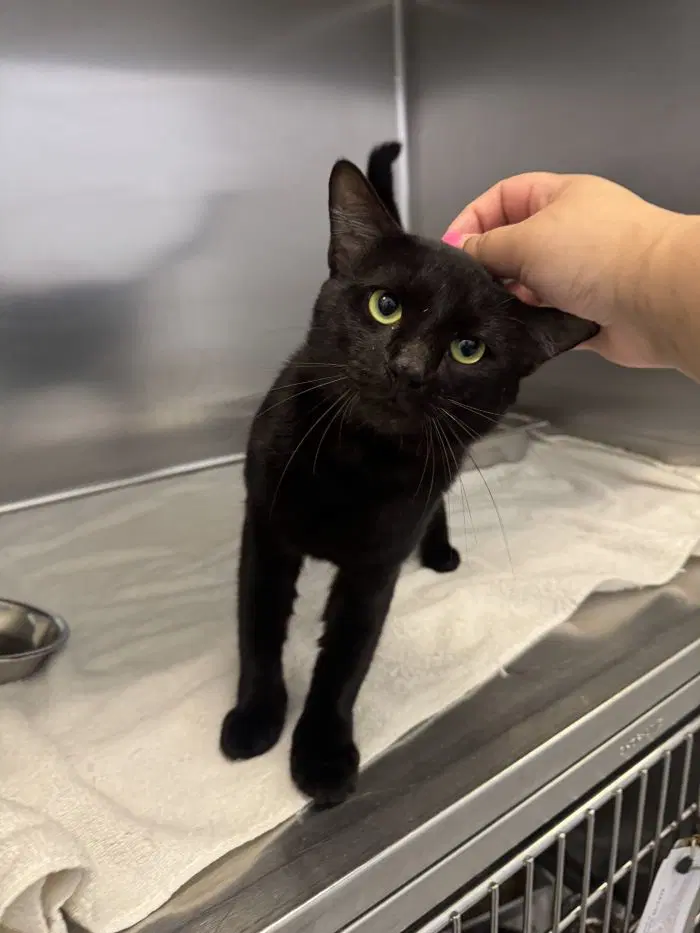 Fernando - Domestic Short Hair