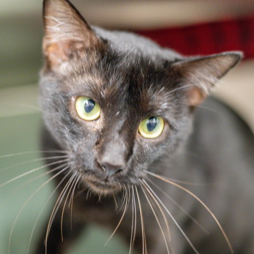 Fernando, a cat for adoption from Hilton Head Humane Association