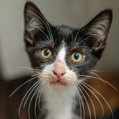 Theo, a cat for adoption from Hilton Head Humane Association