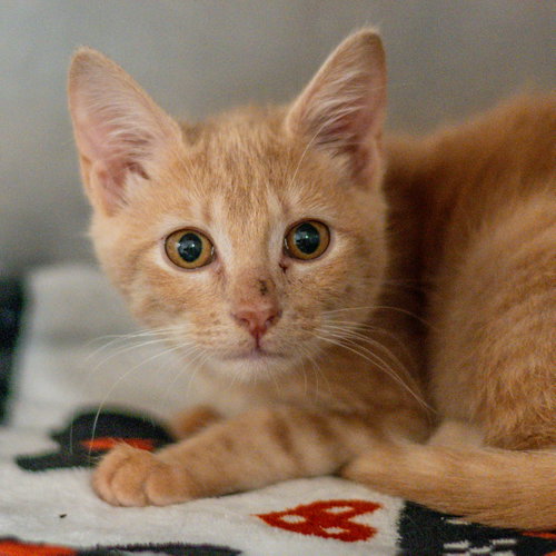 Freya, a cat for adoption from Hilton Head Humane Association