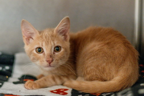 Photo 2 of Freya