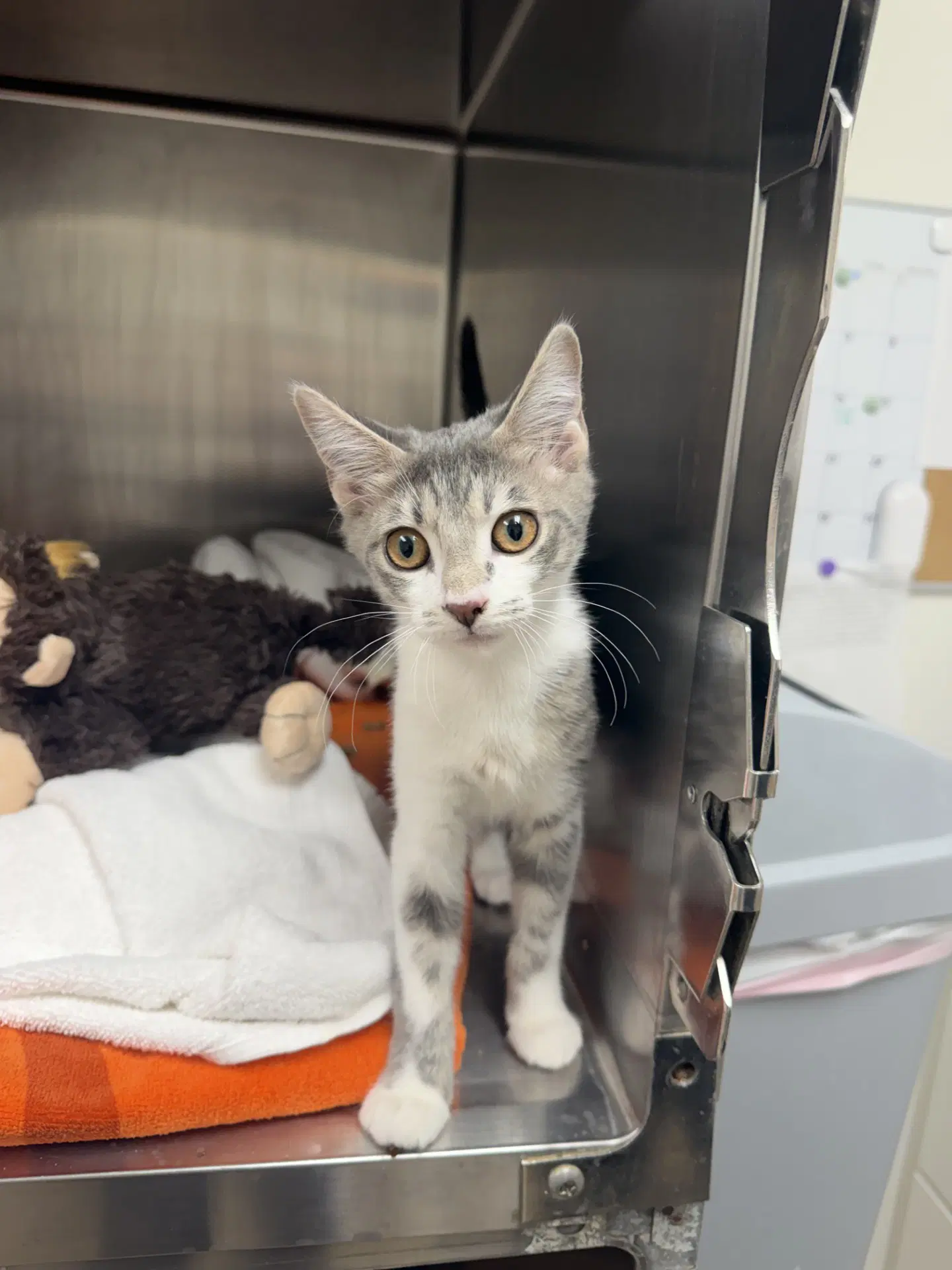 Whisper - Domestic Short Hair