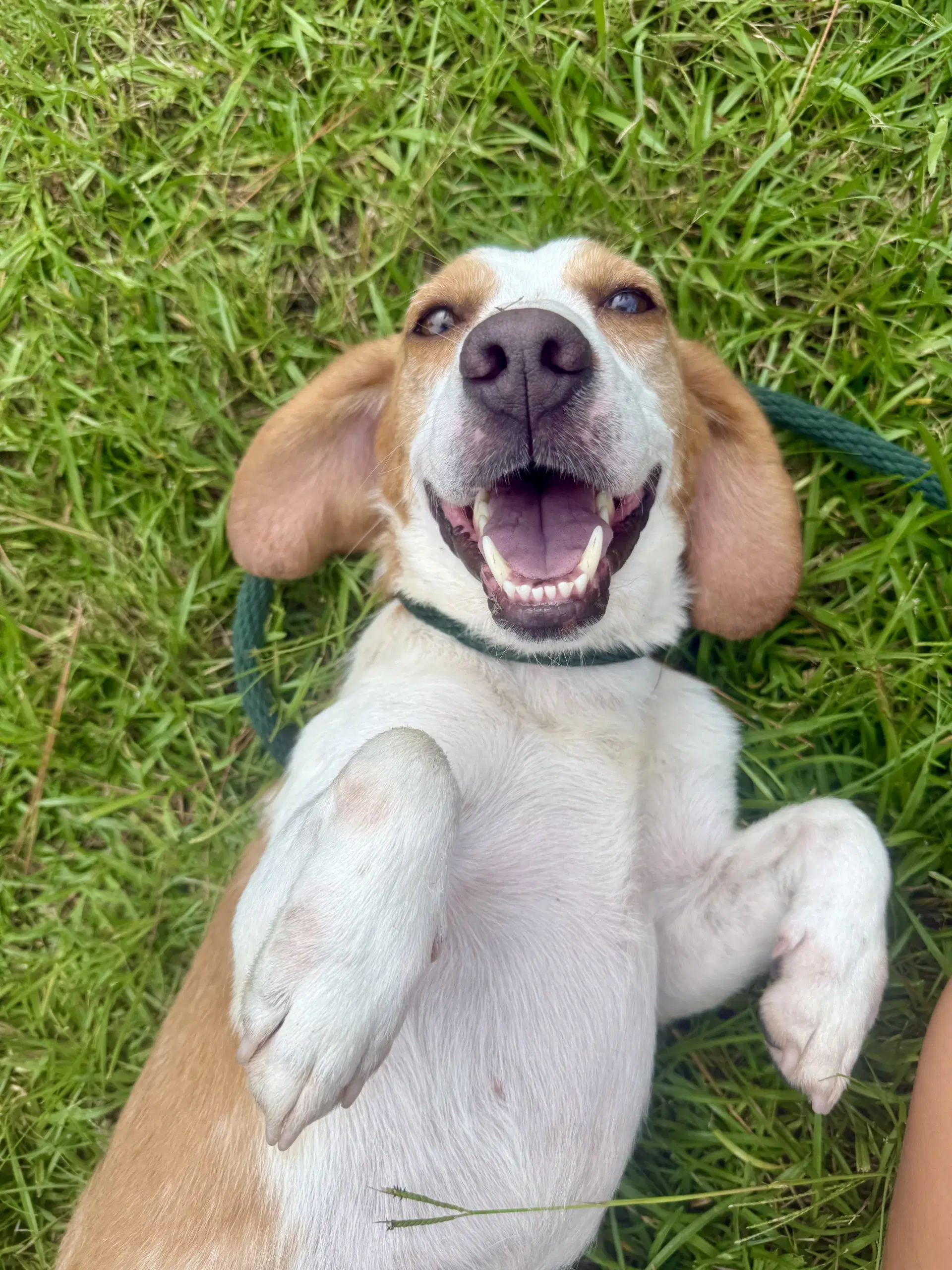 Wyatt - Beagle mix