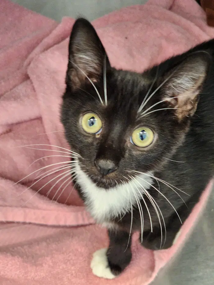 Carver - Domestic Short Hair