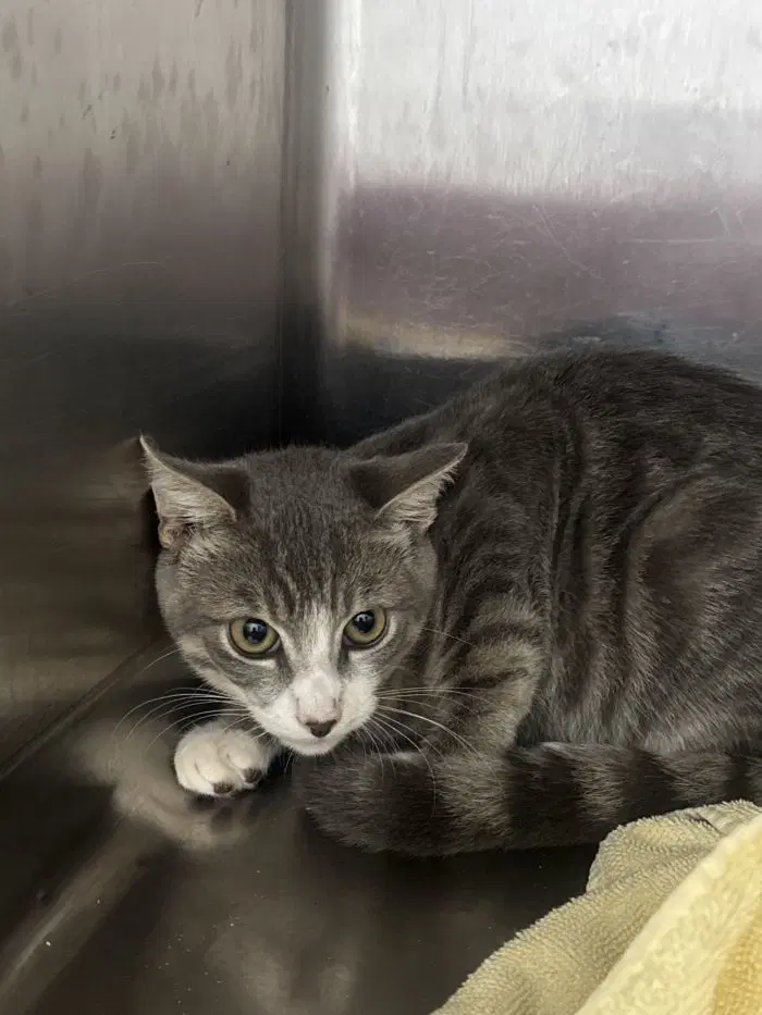 Jimothy - Domestic Short Hair