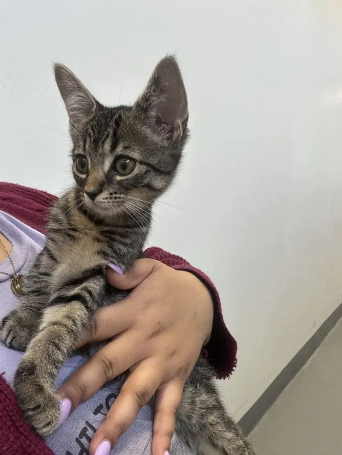Alvin - Domestic Short Hair