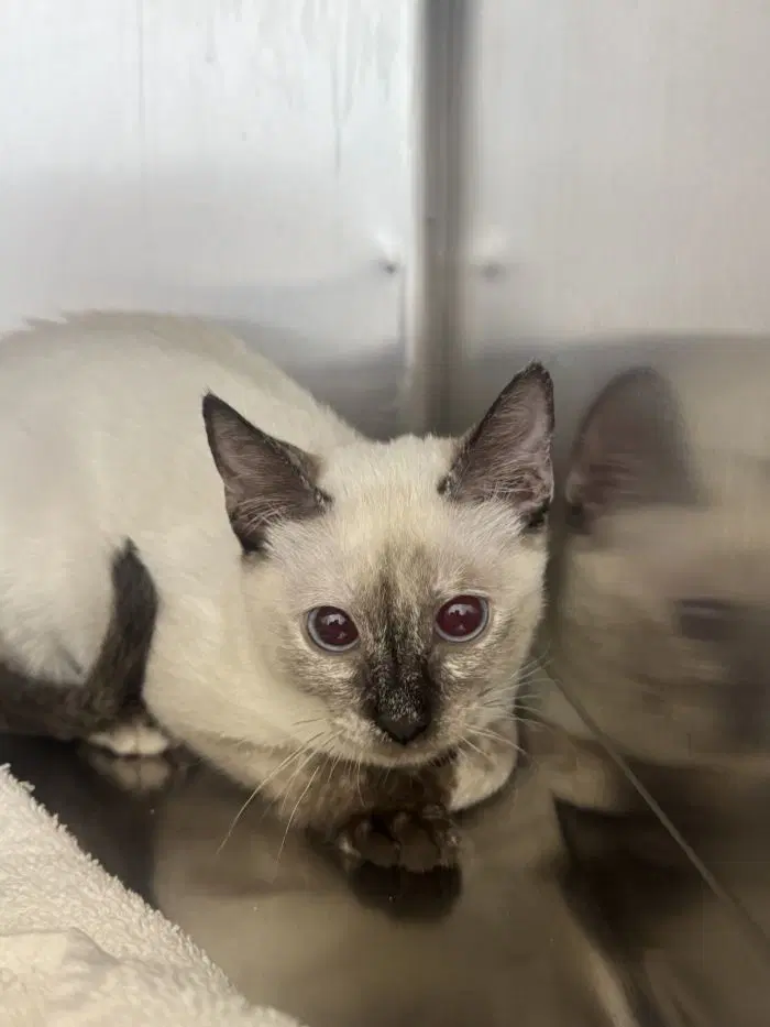 French Vanilla - Domestic Short Hair