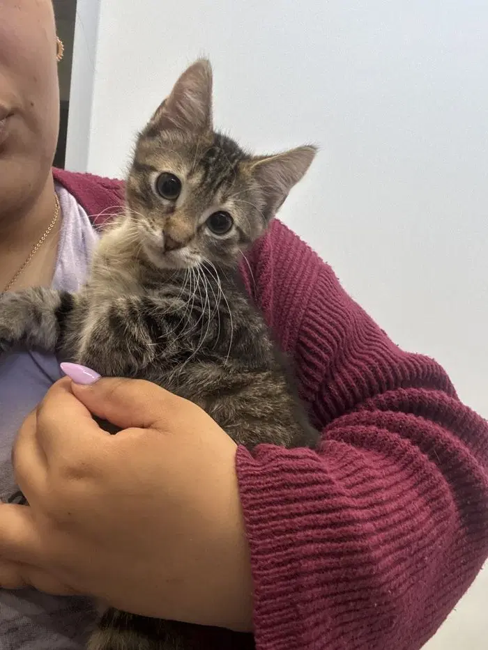 Tofu - Domestic Short Hair