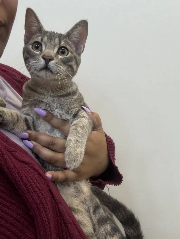 Kepler - Domestic Short Hair