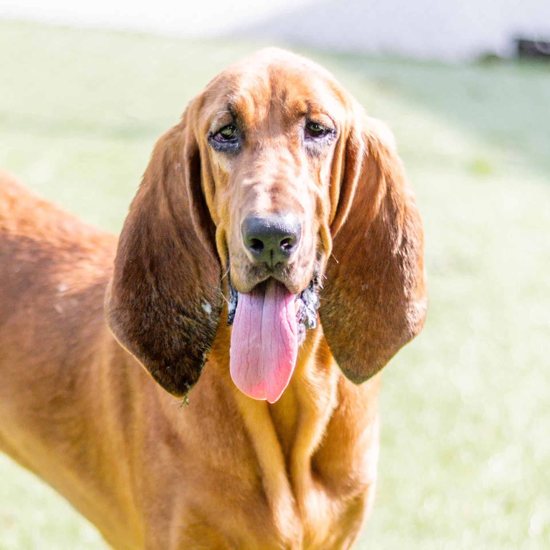Dixie - Bloodhound