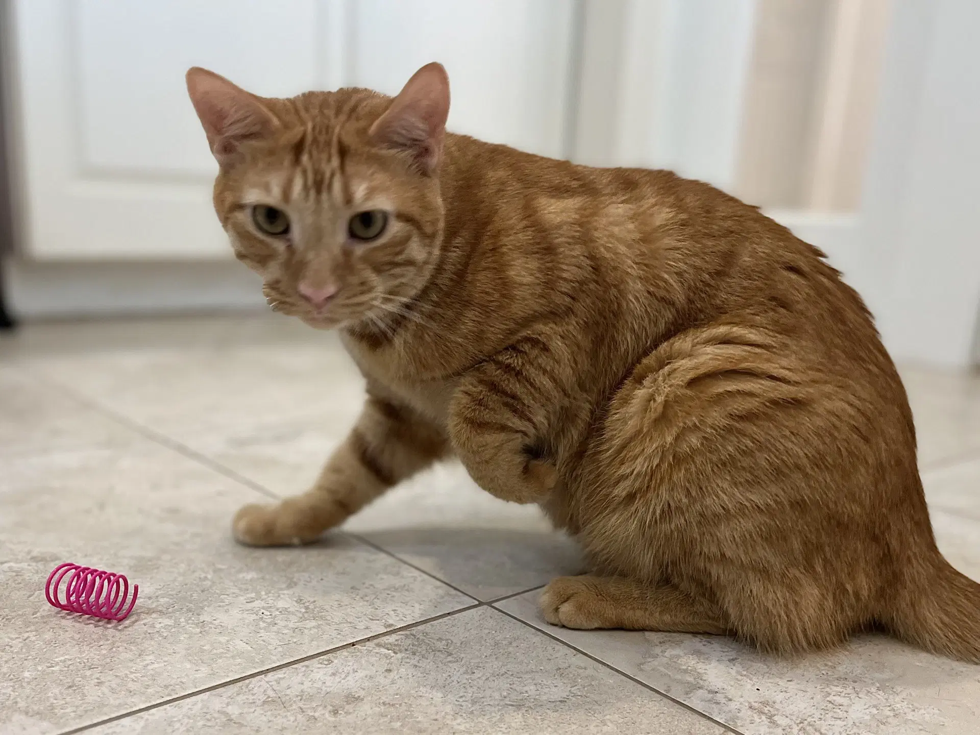 Marsh - Domestic Short Hair