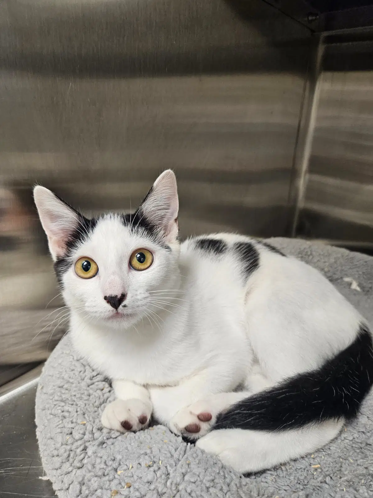 Milkshake - Domestic Short Hair