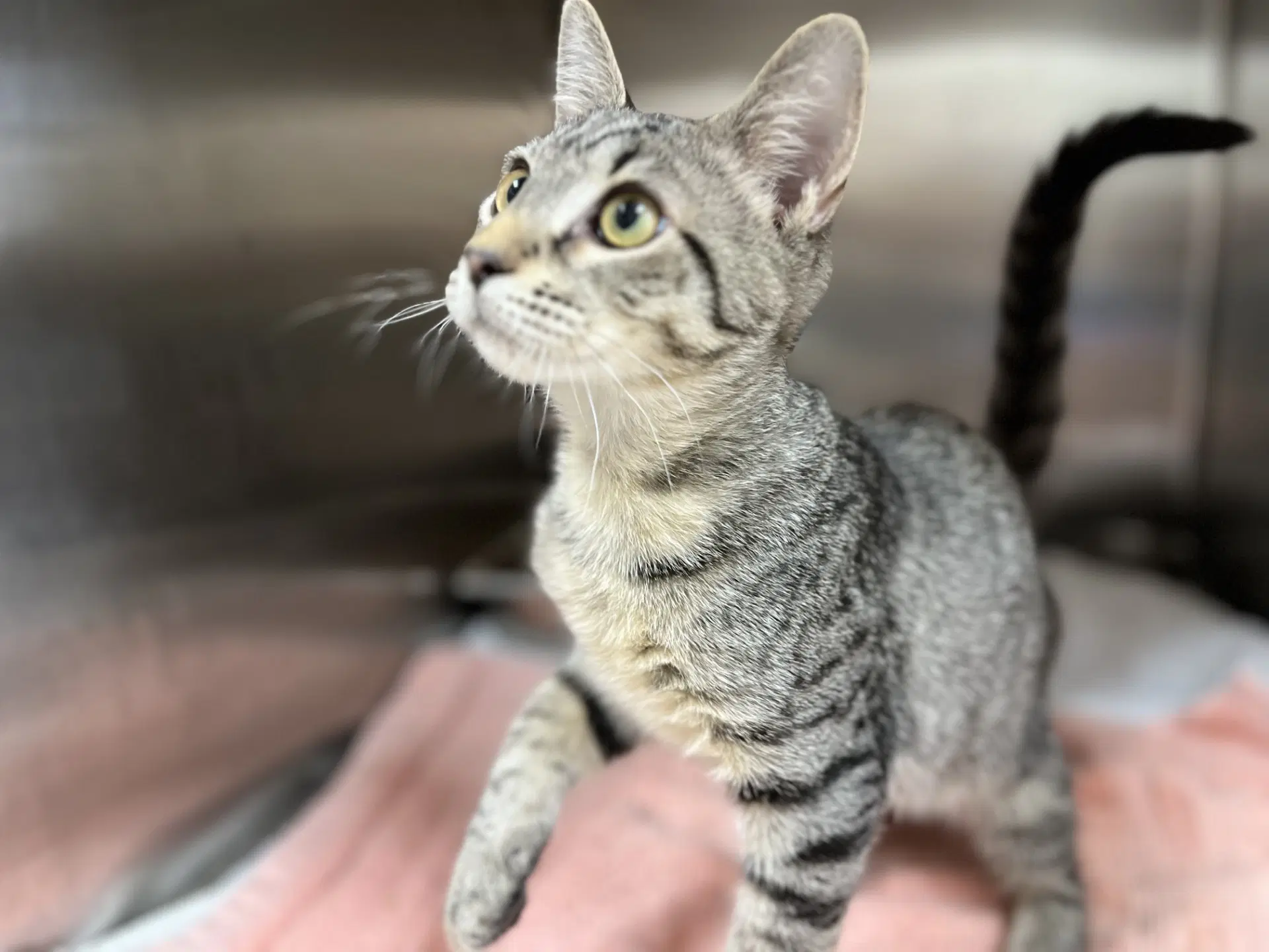 Quasar - Domestic Short Hair