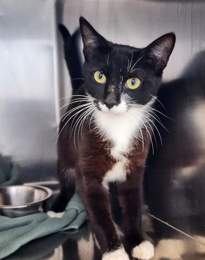 Valentino Suave - Domestic Short Hair