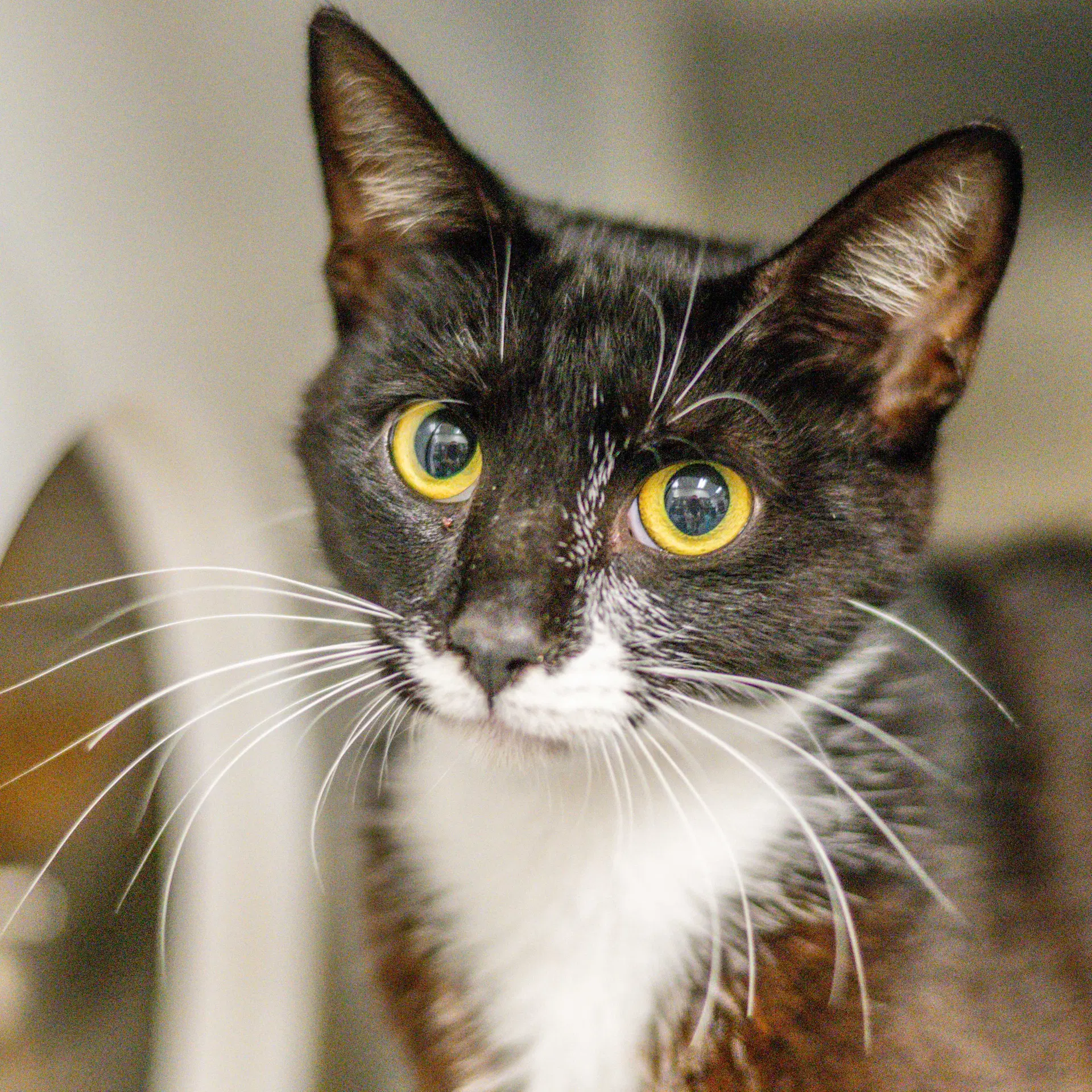 Valentino Suave - Domestic Short Hair