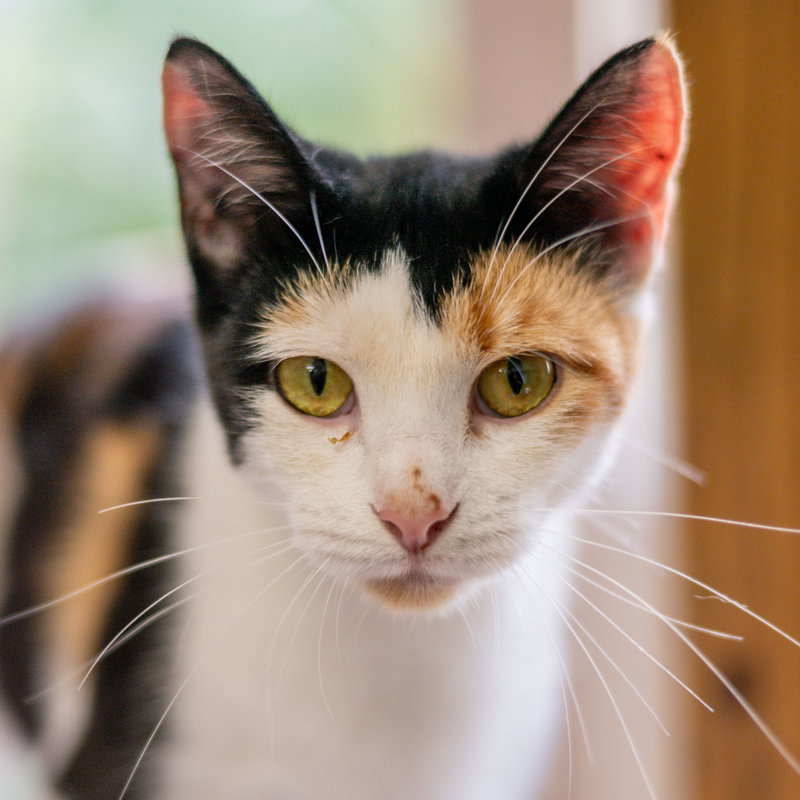 Firefly, an adult female cat up for adoption
