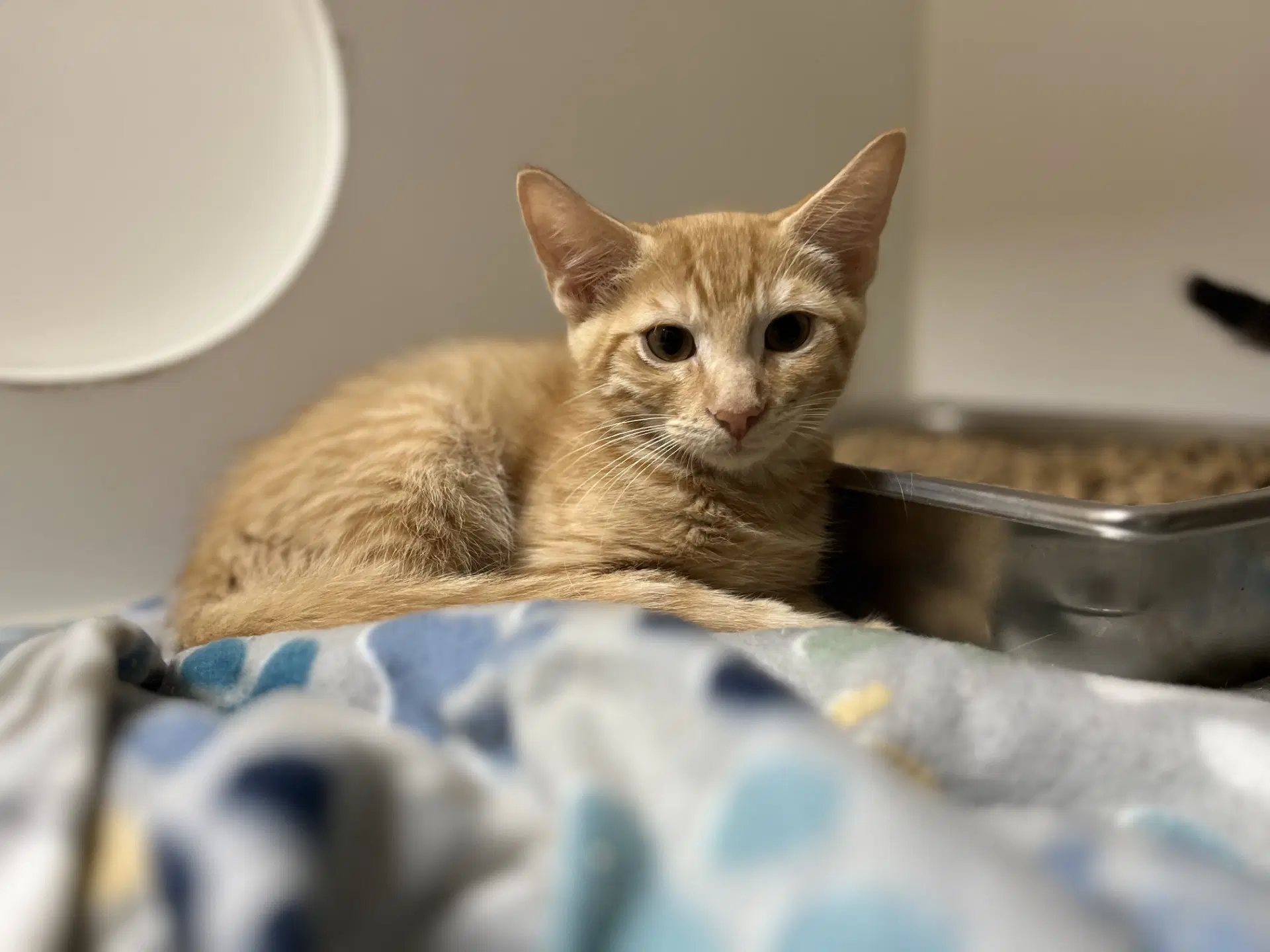 Barron - Domestic Short Hair