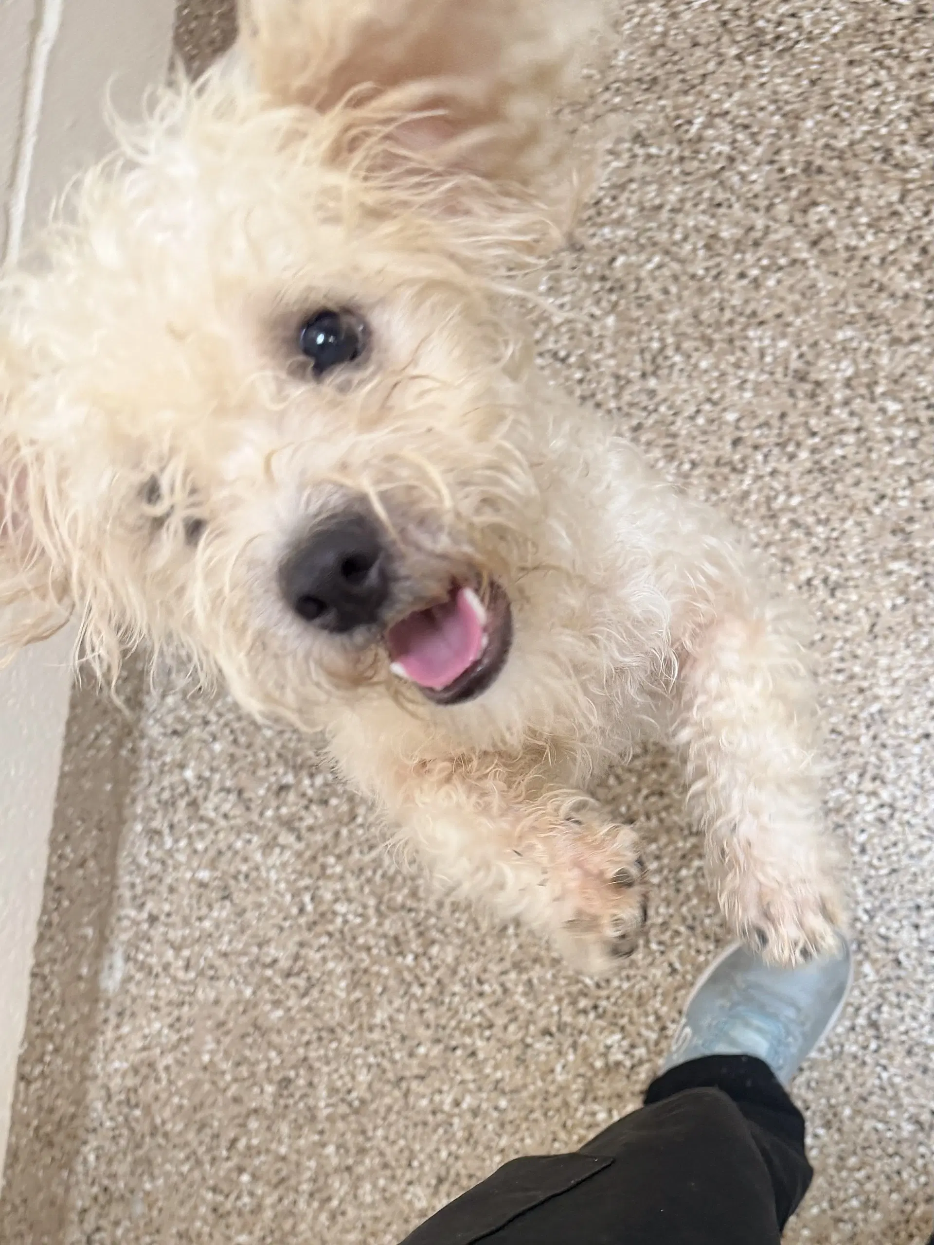 Napoleon - Poodle (unknown type)